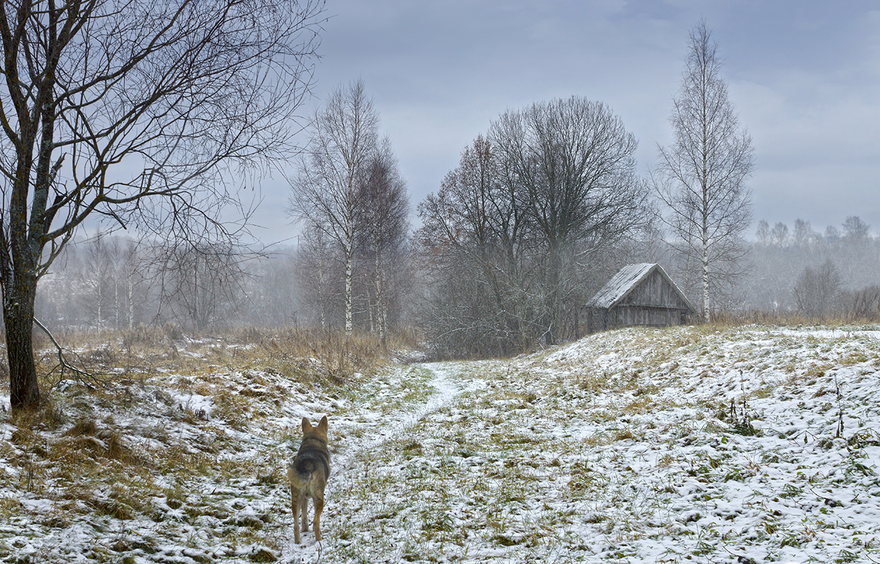 photo "***" tags: landscape, nature, snow, глубинка, деревня, деревья, предзимовье, собака, тропа