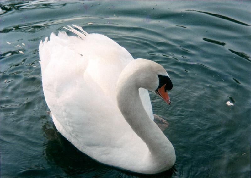photo "Le lac des cygnes" tags: , 
