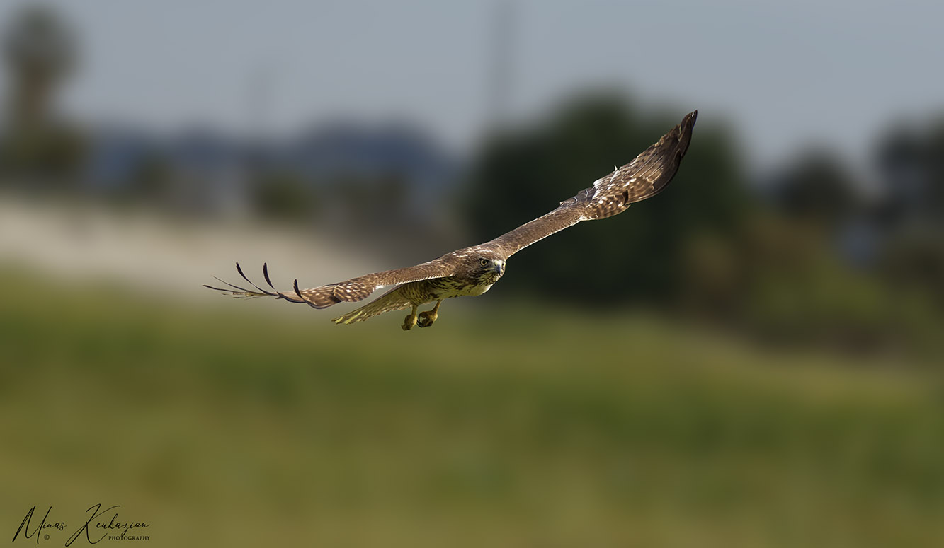 photo "Red-shouldered hawk" tags: nature, travel, wild animals bird, wild animals bird fish lake