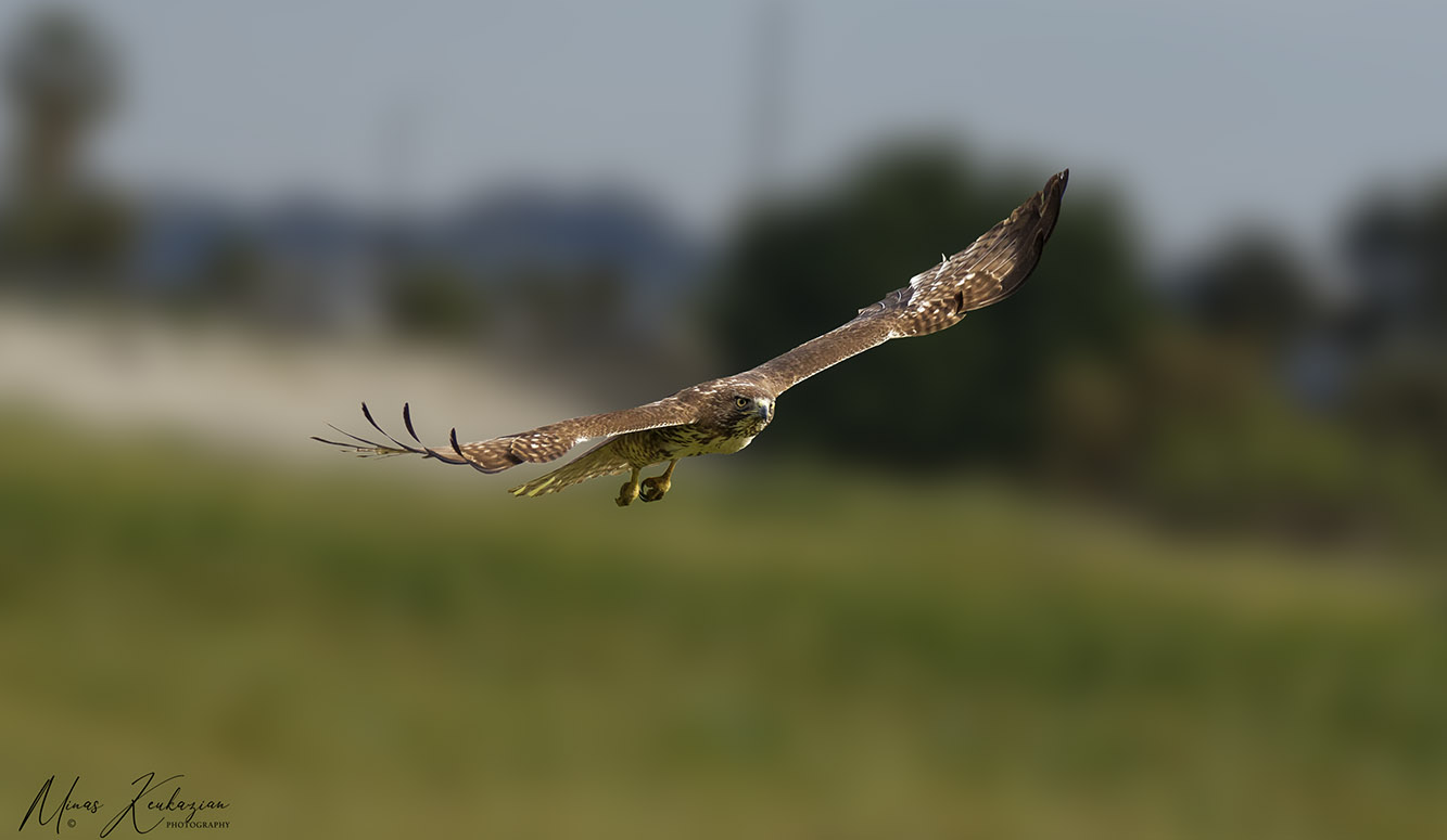 фото "Red-shouldered hawk" метки: природа, путешествия, wild animals bird, wild animals bird fish lake