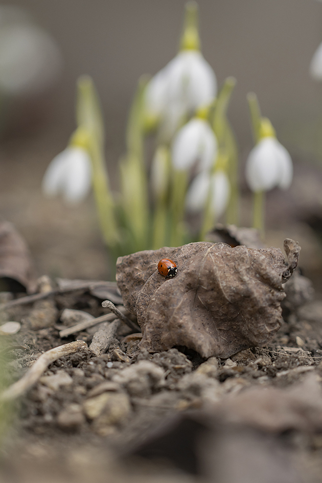 photo "***" tags: macro and close-up, reporting, nature, spring, божья коровка, подснежники