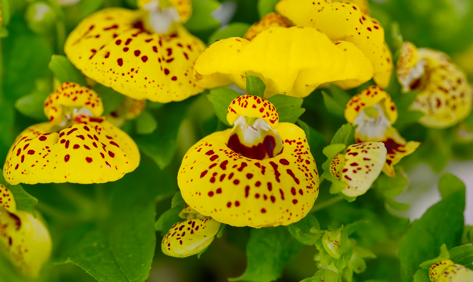 photo "***" tags: nature, macro and close-up, 