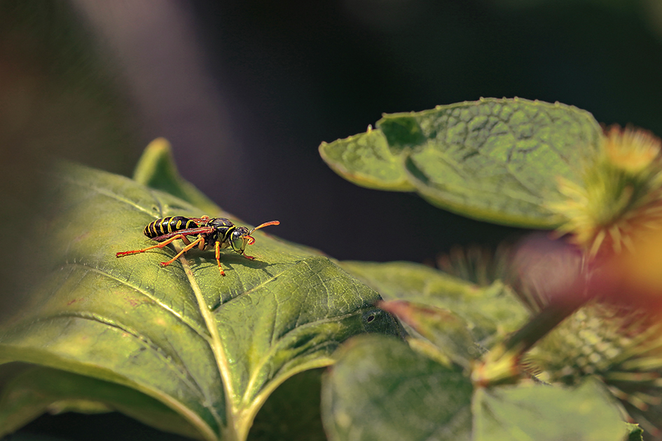 photo "***" tags: macro and close-up, оса