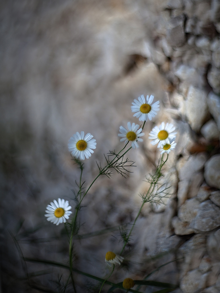 photo "***" tags: macro and close-up, nature, 