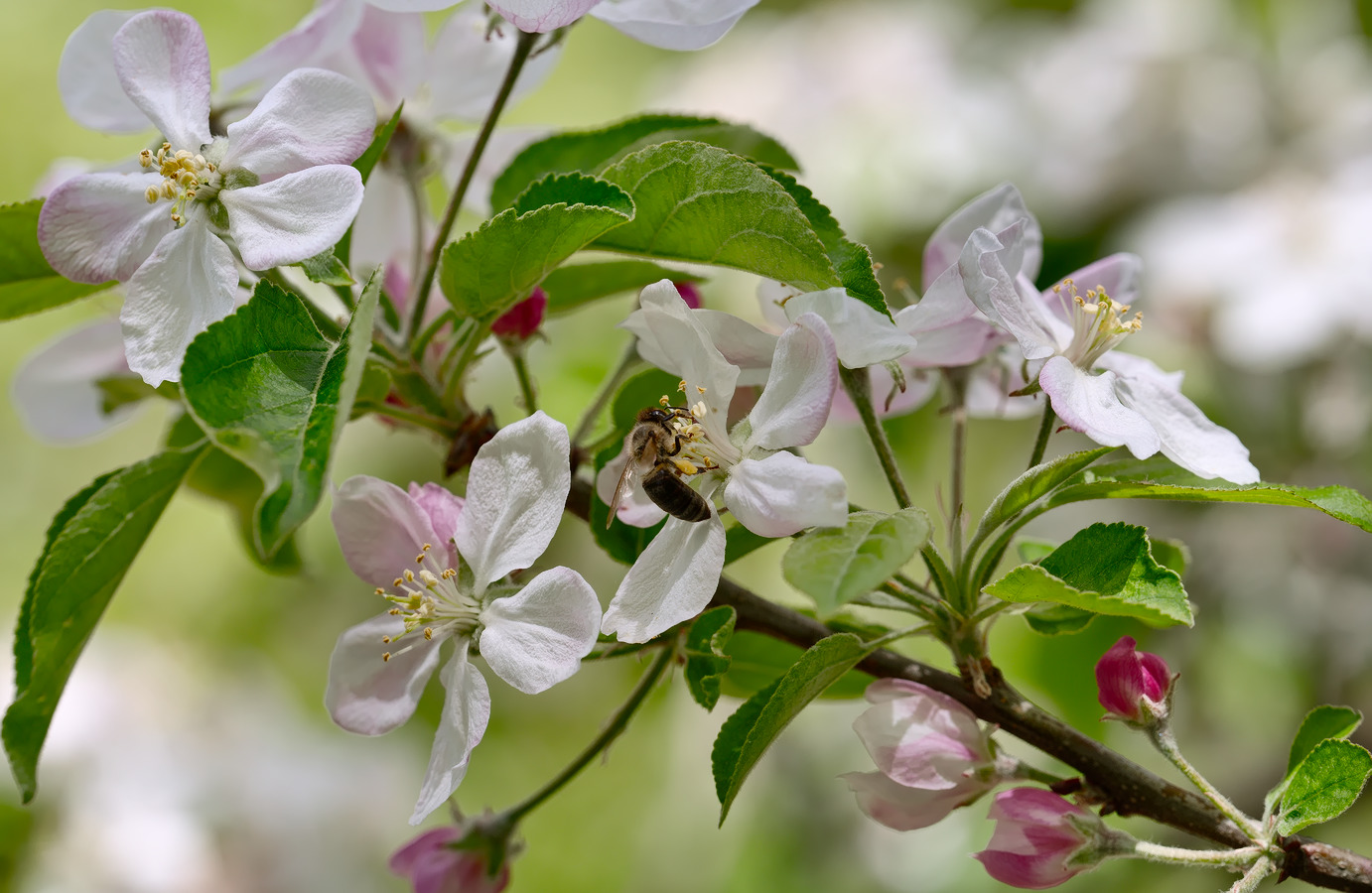 photo "***" tags: nature, macro and close-up, 