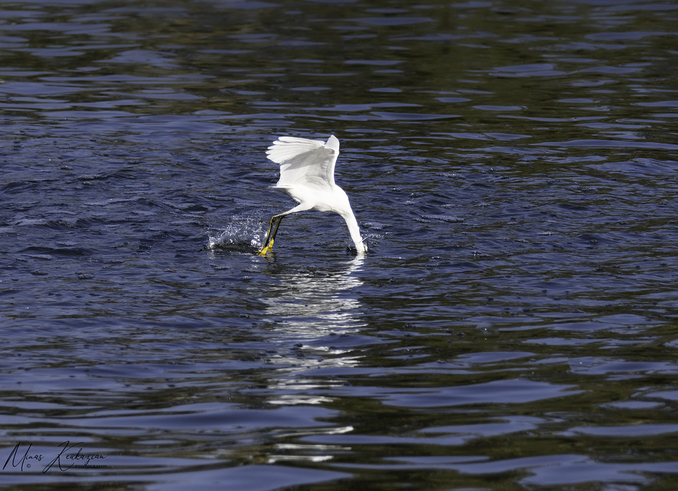 photo "Little Egret trying to catch fish" tags: nature, travel, wild animals bird, wild animals bird fish lake