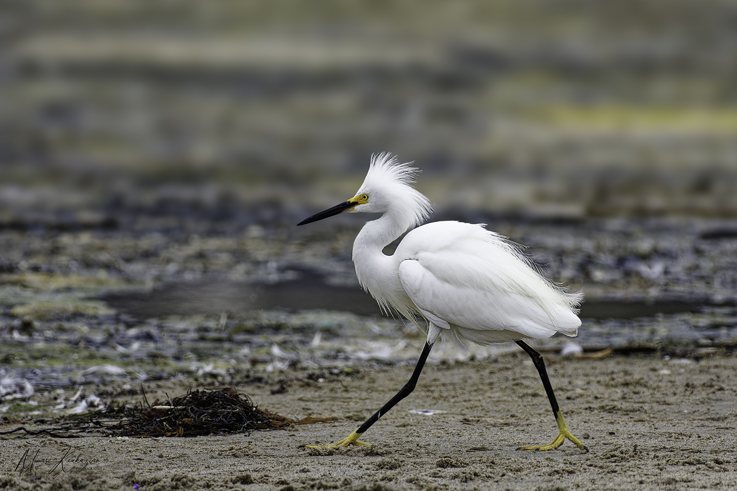 photo "Little Egret" tags: nature, travel, wild animals bird, wild animals bird fish lake