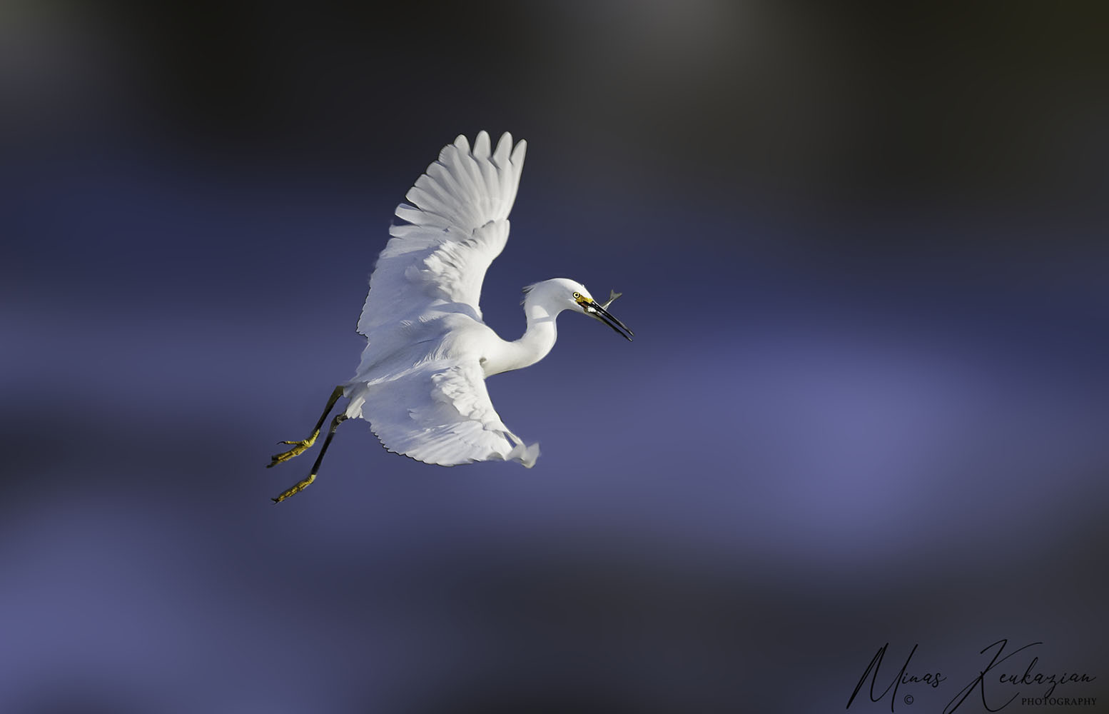 photo "Little Egret" tags: nature, travel, wild animals bird, wild animals bird fish lake