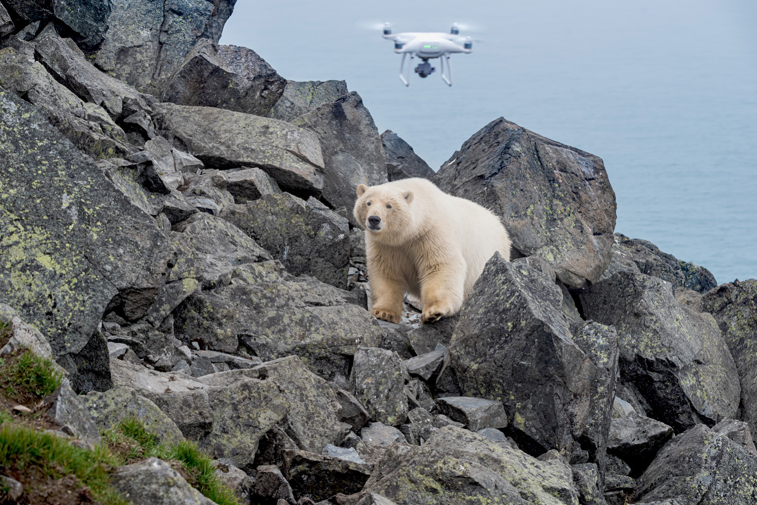 фото "— Это «Ж-ж-ж» — неспроста!" метки: путешествия, Чукотка, белый медведь, животные, путешествие