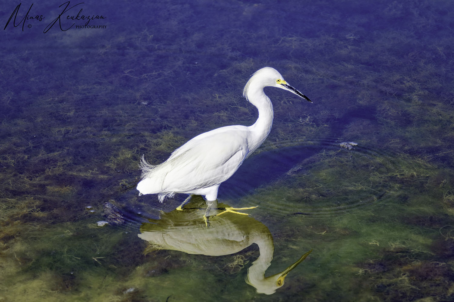 photo "Little Egret" tags: nature, travel, wild animals bird