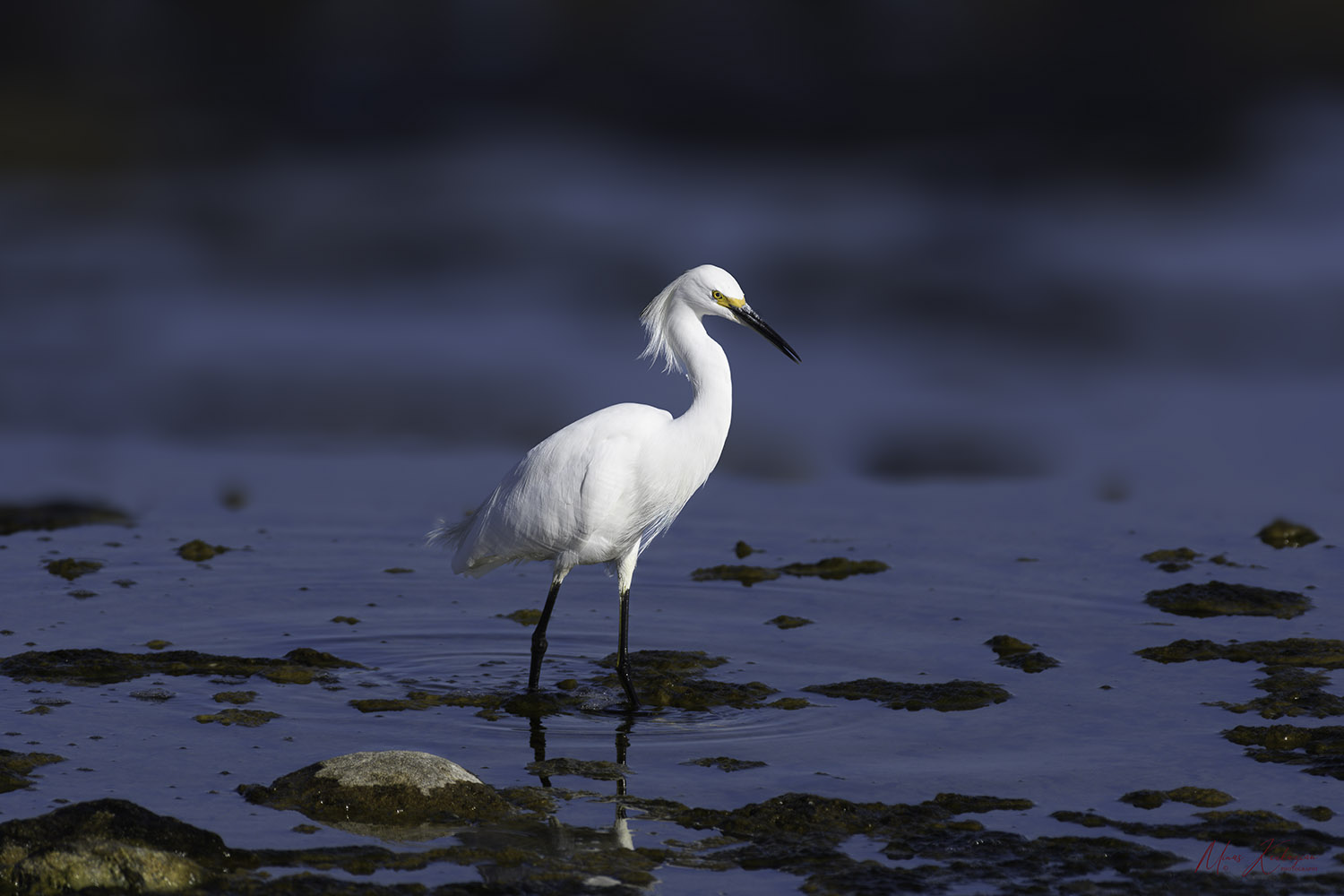 photo "Little Egret" tags: travel, wild animals bird