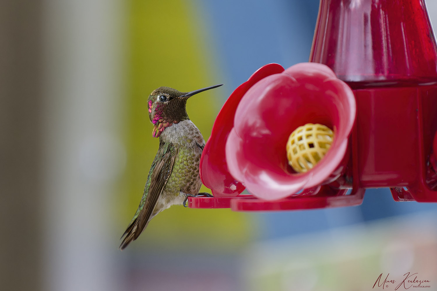 photo "Anna's Hummingbird" tags: nature, travel, wild animals bird