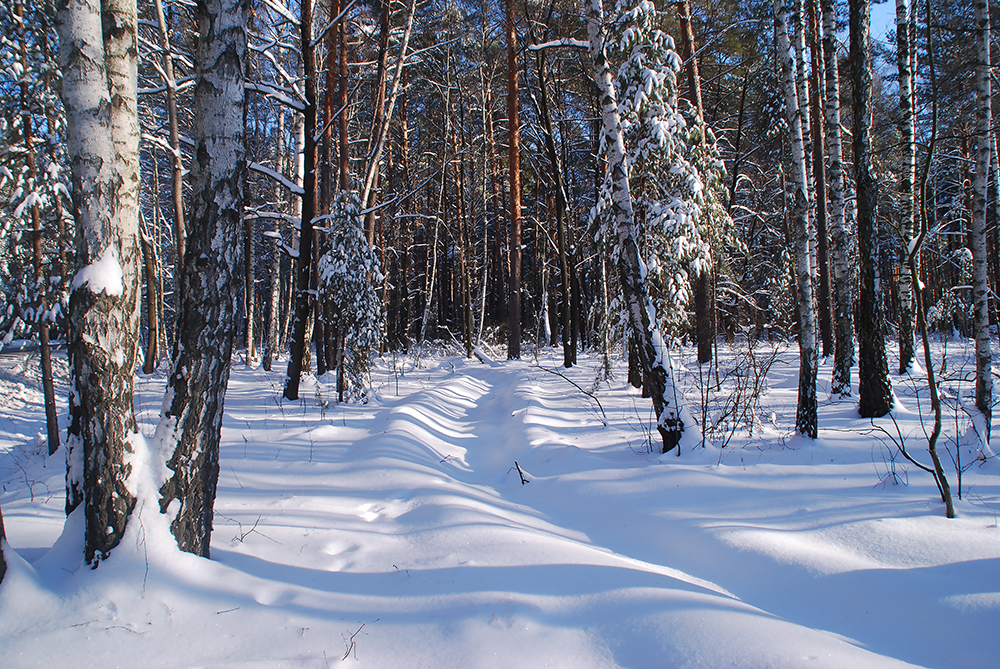 photo "***" tags: landscape, forest, snow, winter