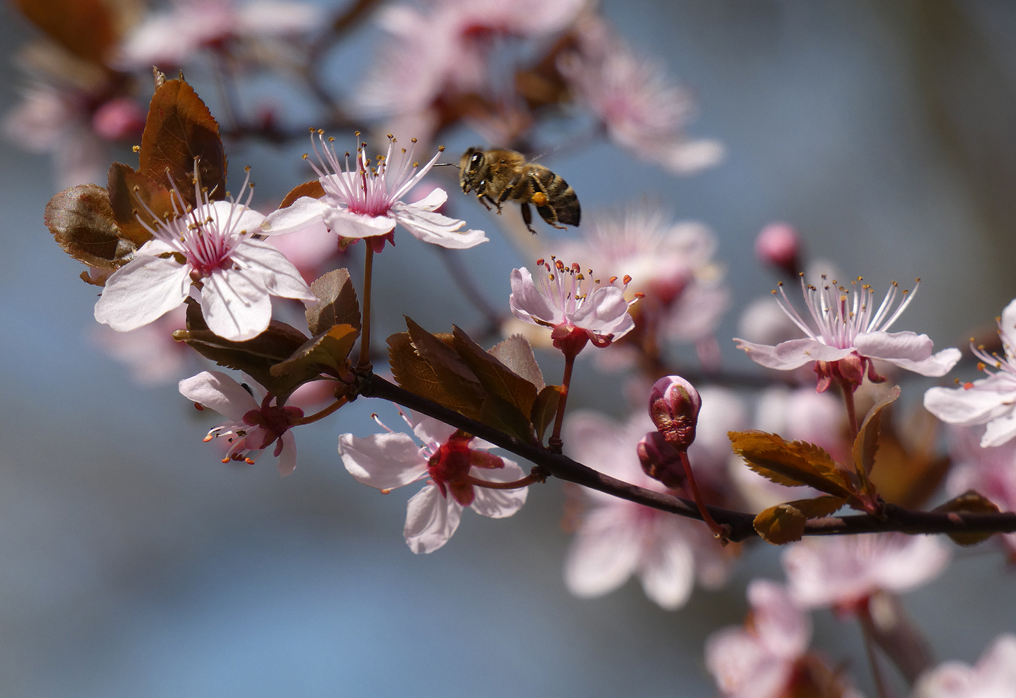 photo "***" tags: nature, flowers