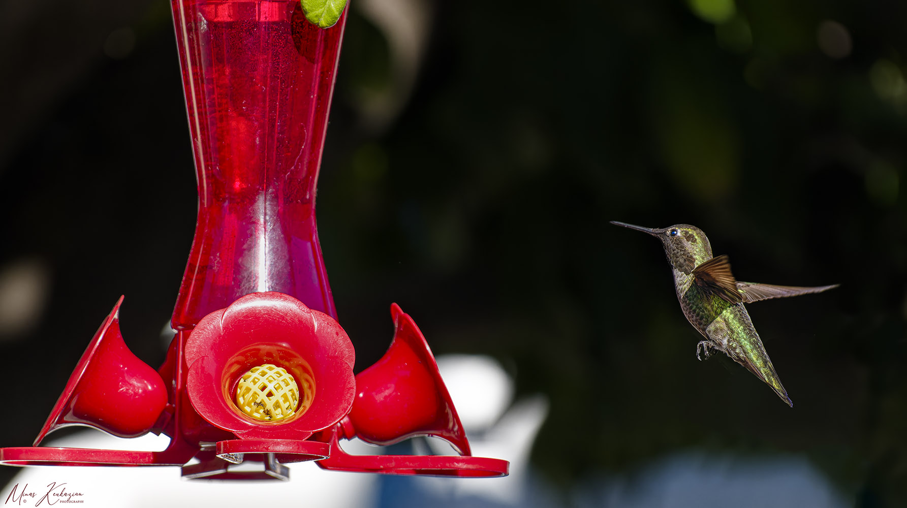 photo "Anna's Hummingbird" tags: nature, travel, wild animals bird