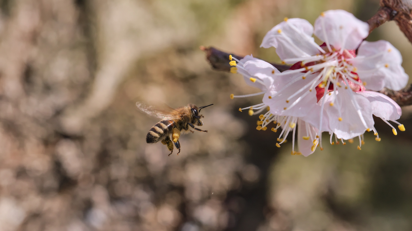 photo "***" tags: macro and close-up, nature, 