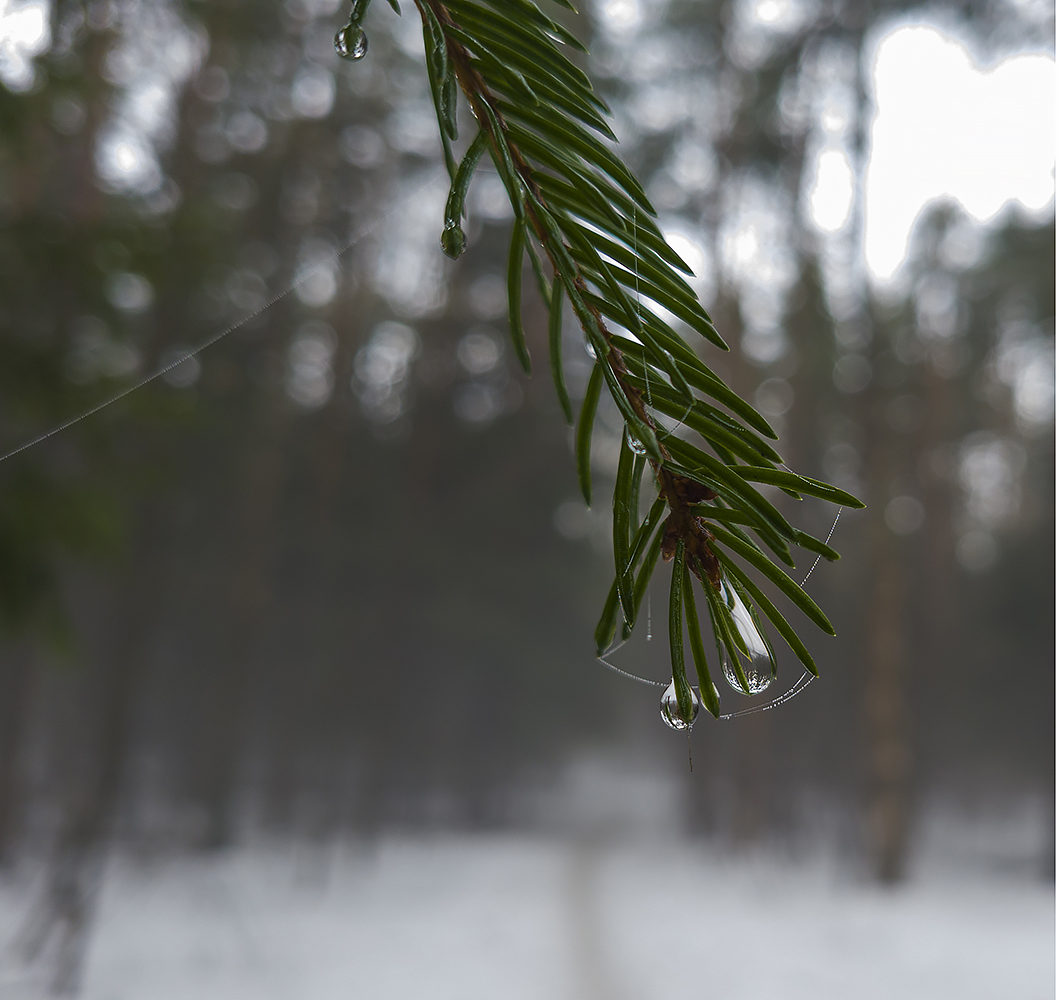 photo "***" tags: macro and close-up, forest, spring