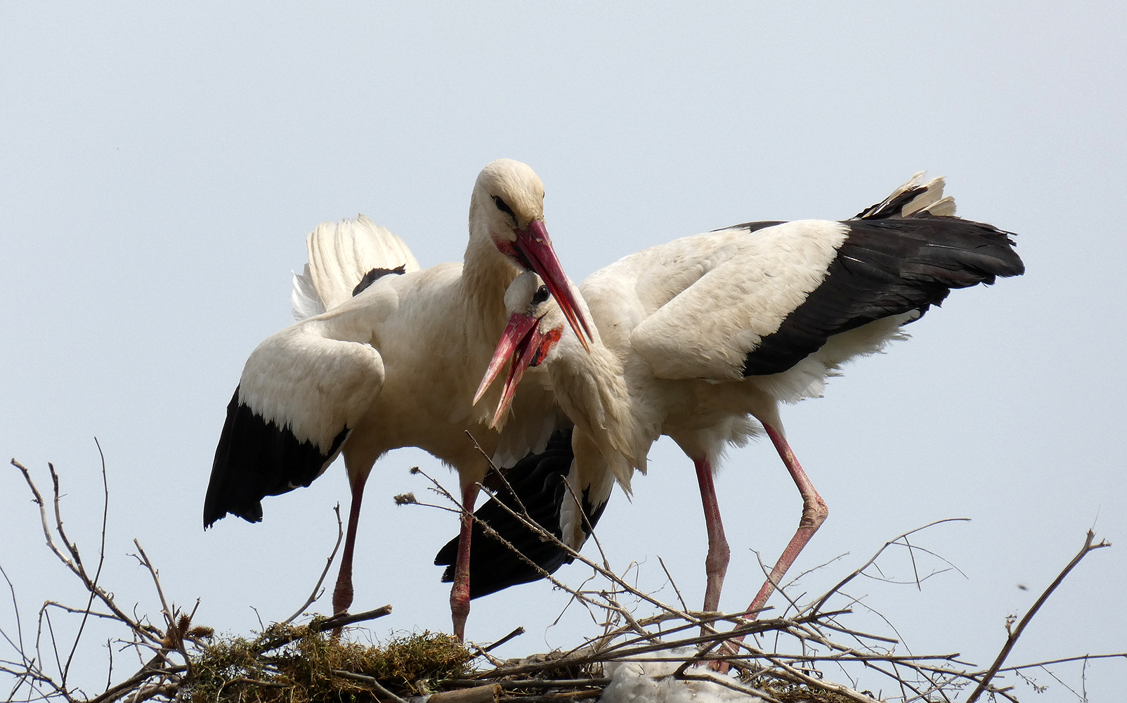 photo "***" tags: nature, wild animals