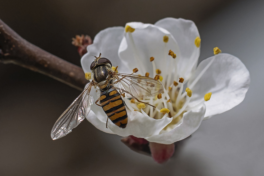 photo "***" tags: macro and close-up, абрикос, пчела, цветение