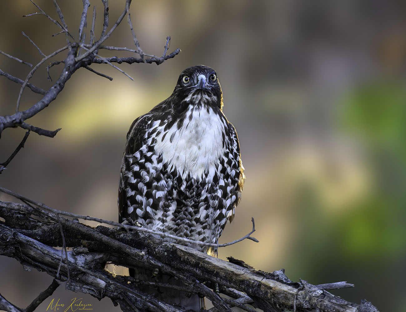 фото "Red tailed Hawk" метки: природа, путешествия, wild animals bird