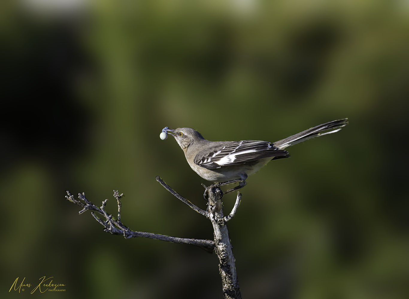 photo "Mockingbird" tags: nature, travel, wild animals bird