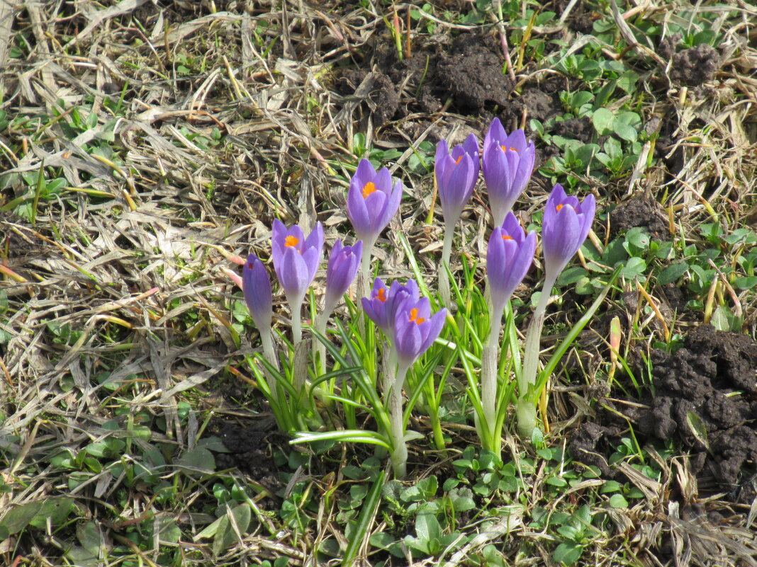 photo "***" tags: nature, Moscow, flowers, park, spring, Коломенское, апрель, крокус, крокусы, первоцвет, первоцветы, ранняя весна, цветки, цветок