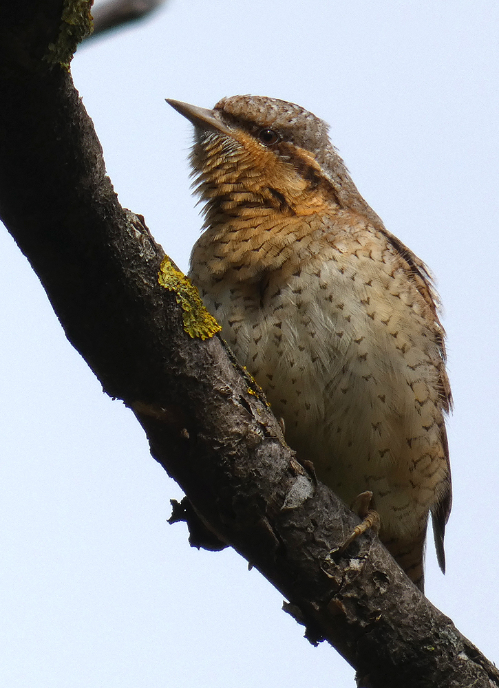 photo "***" tags: portrait, macro and close-up, wild animals