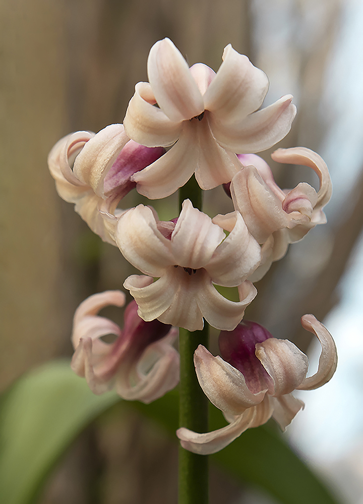 photo "***" tags: nature, macro and close-up, flowers, гиацинт