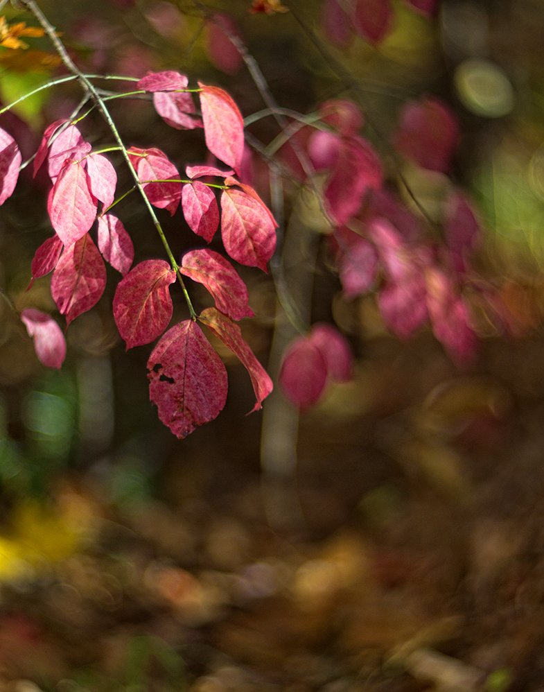 photo "***" tags: , 