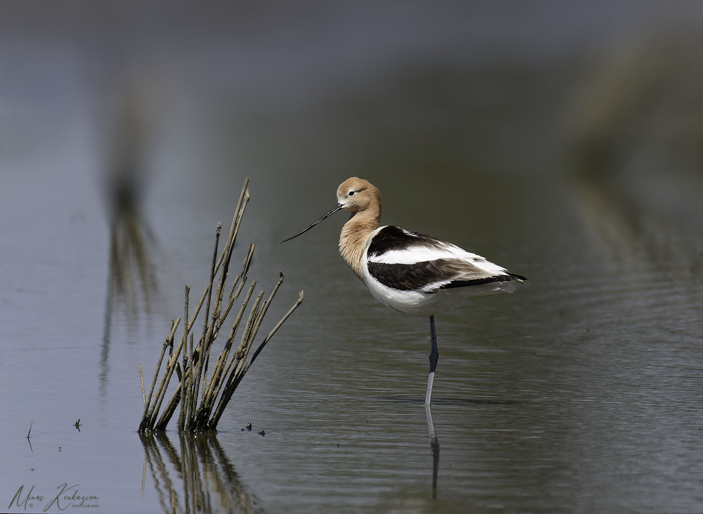 photo "American Avocet" tags: nature, travel, wild animals bird