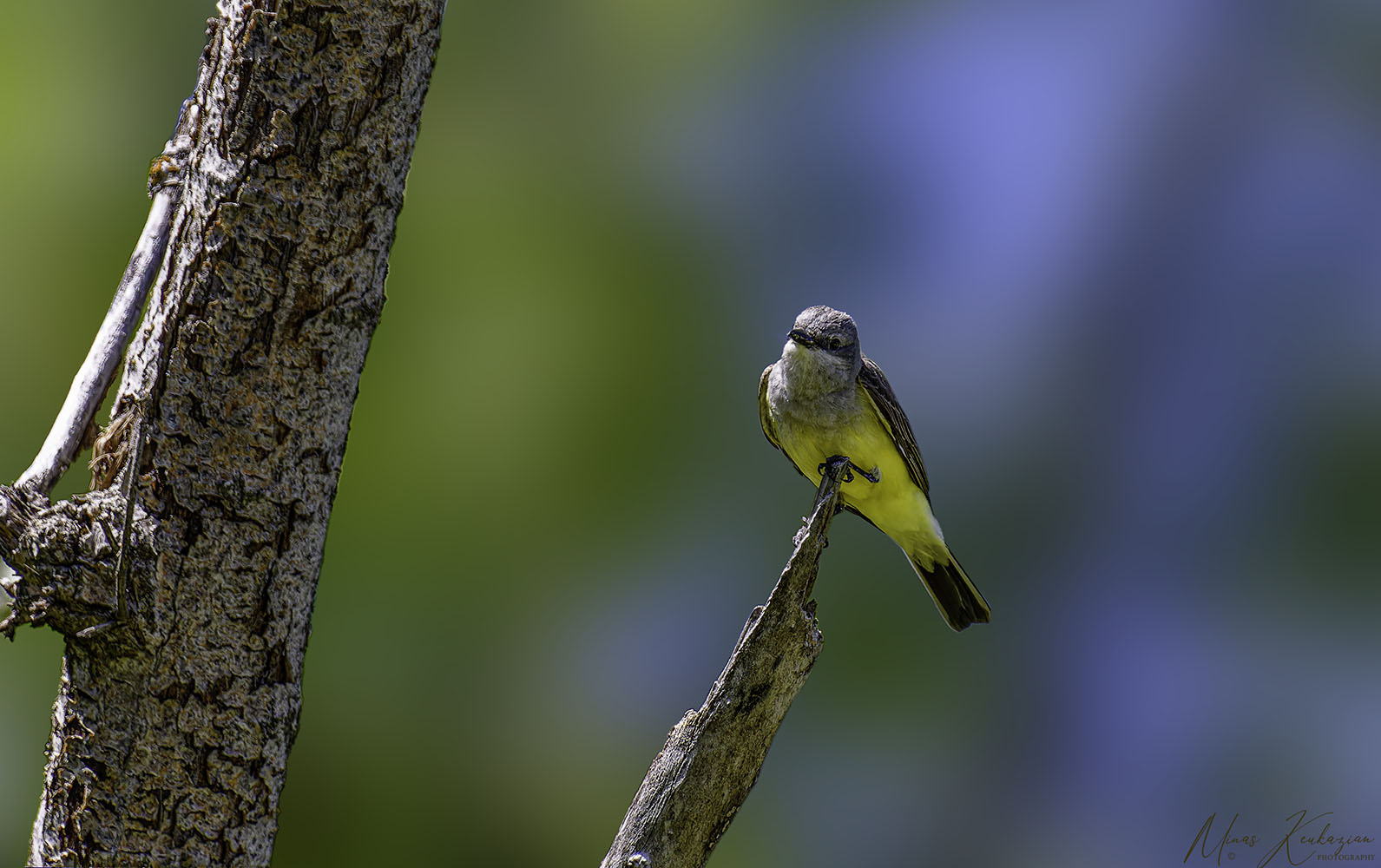 photo "Western Kingbird" tags: nature, travel, wild animals bird