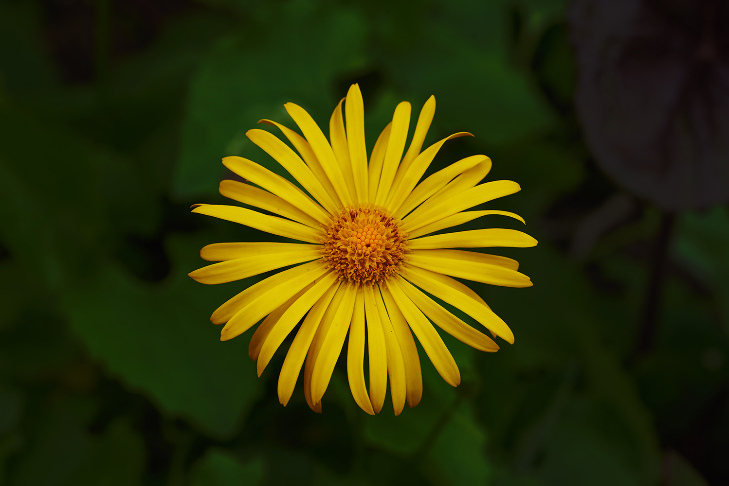 photo "***" tags: nature, 