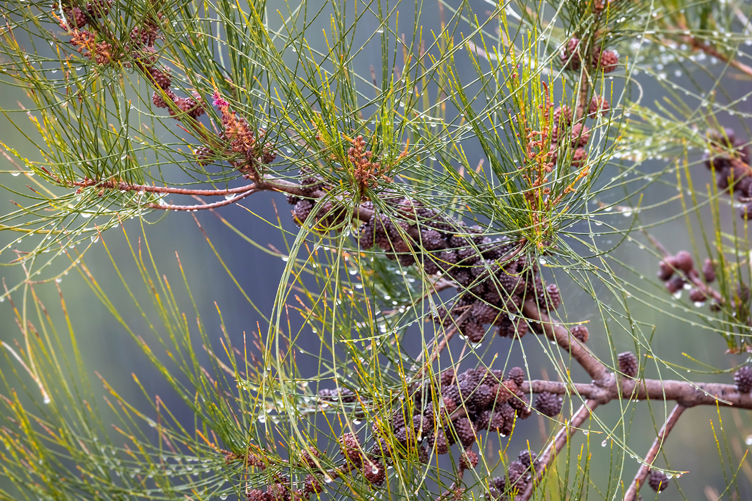 photo "***" tags: nature, 