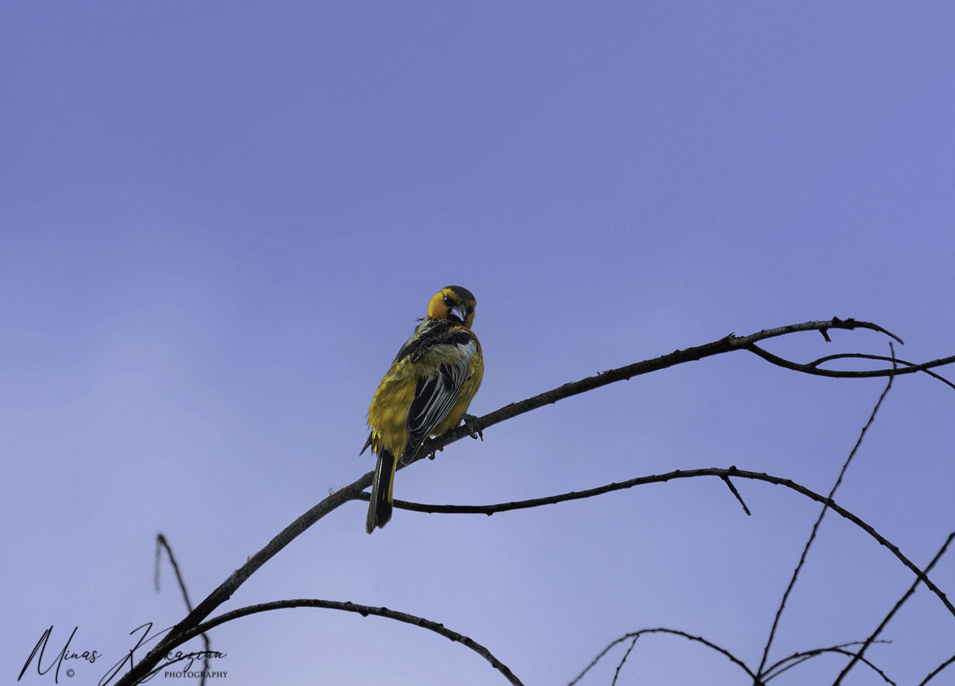 photo "Bullock's Oriole" tags: nature, travel, wild animals bird