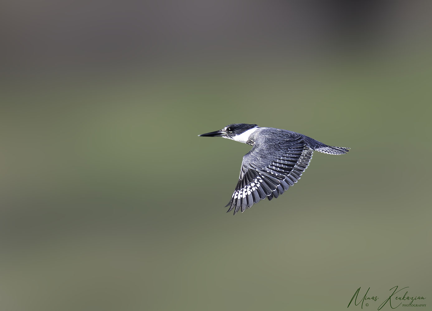 photo "Belted Kingfisher" tags: nature, travel, wild animals bird