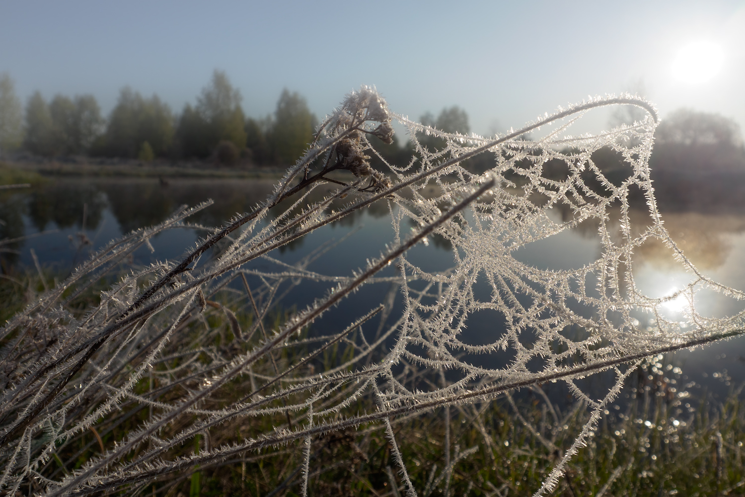 фото "***" метки: макро и крупный план, 