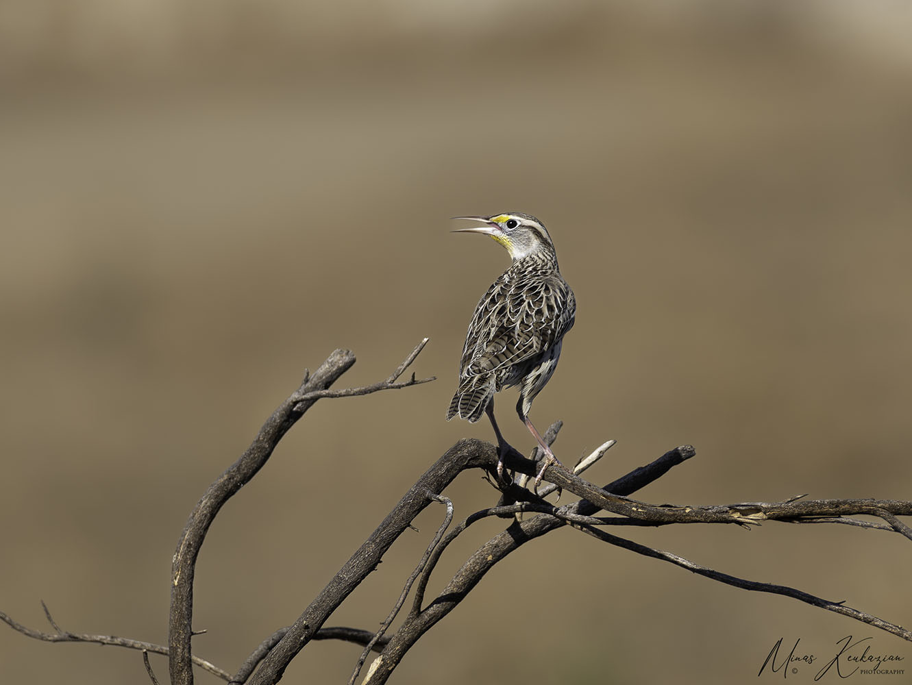 фото "Western Meadowlark" метки: природа, путешествия, wild animals bird