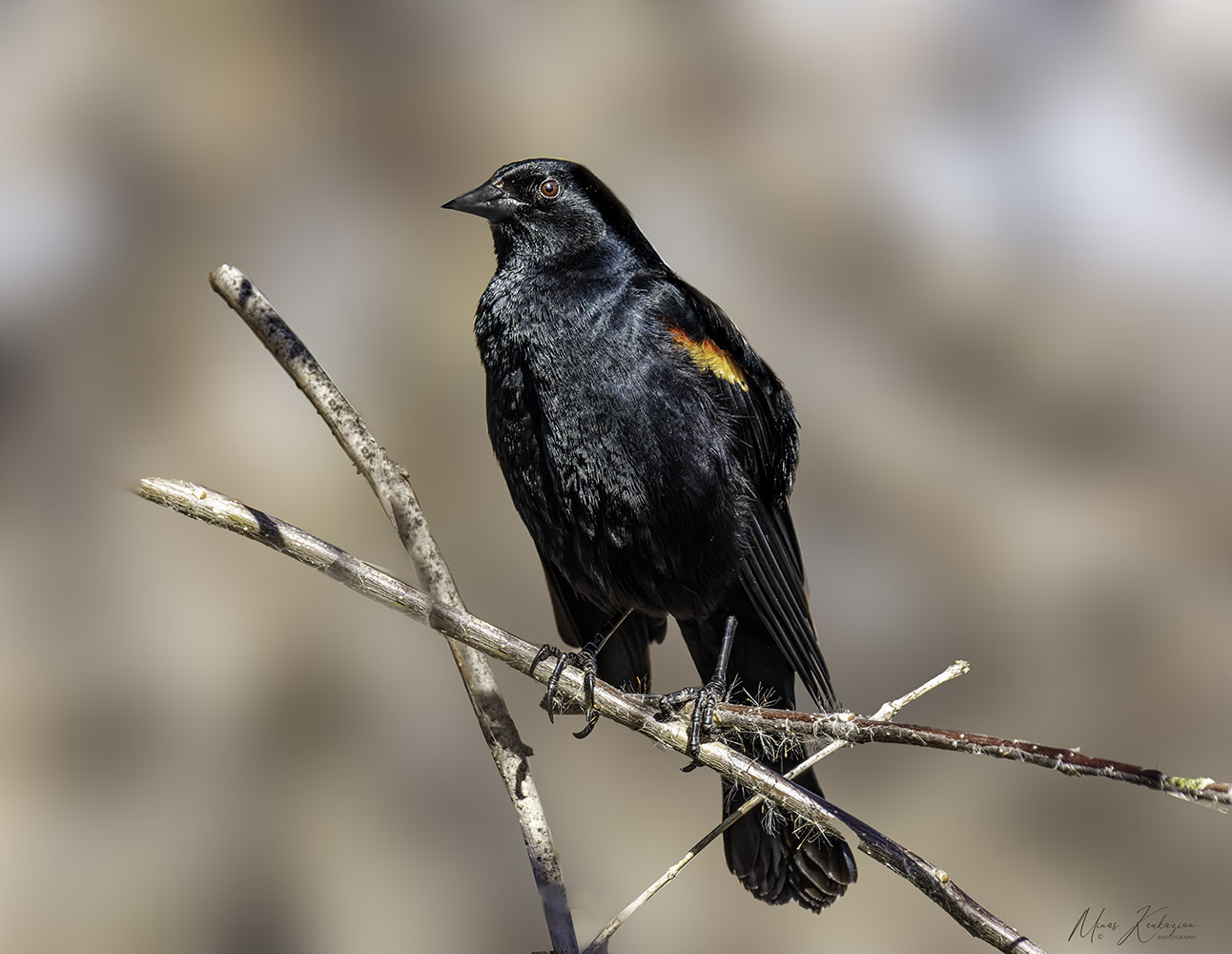 фото "Red-winged blackbird" метки: природа, путешествия, wild animals bird