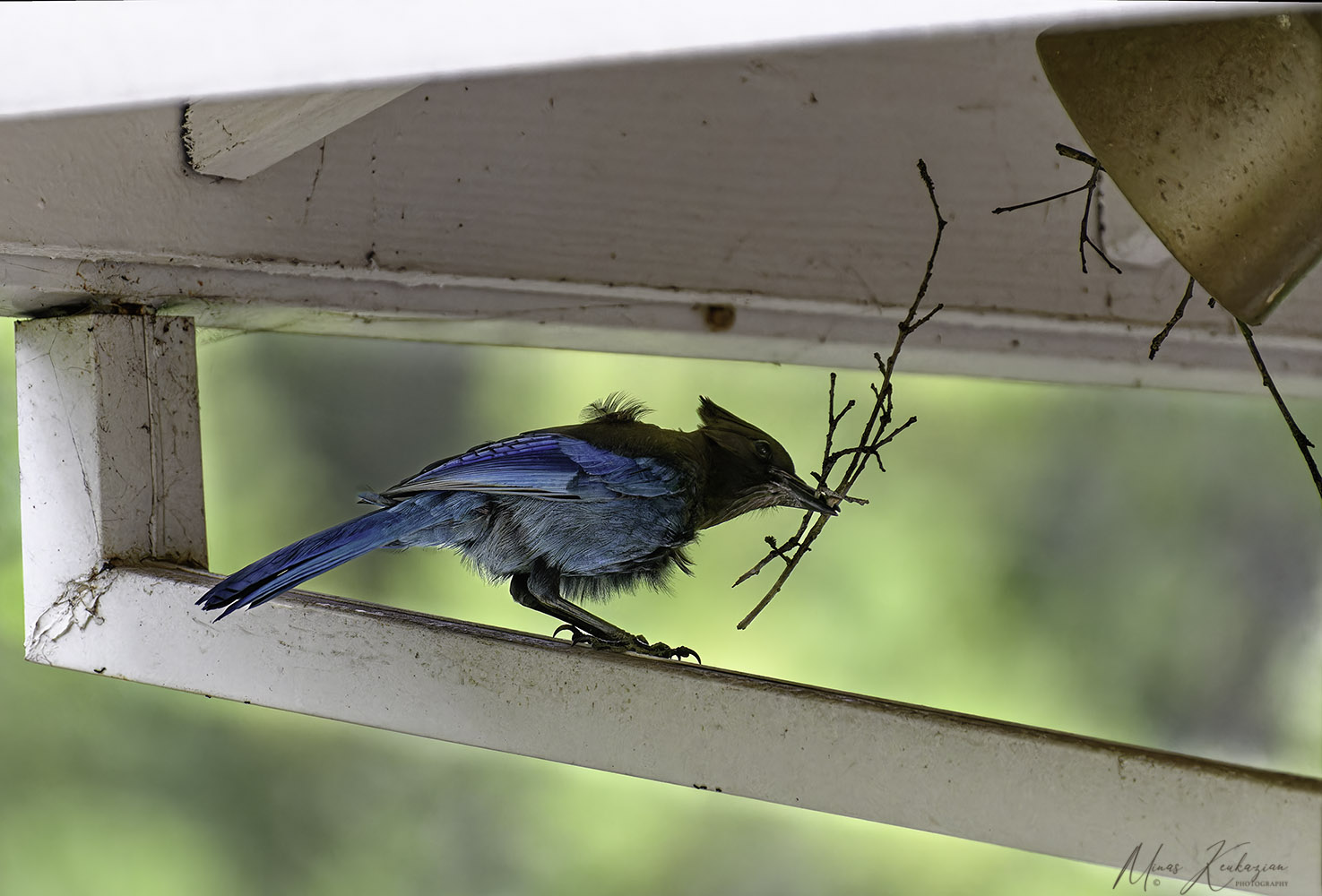 photo "Steller's Jay building a nest" tags: nature, travel, wild animals bird