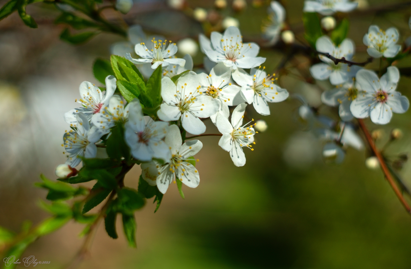 photo "***" tags: nature, flowers, spring