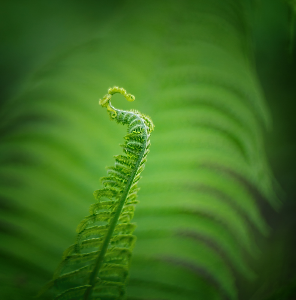 photo "***" tags: macro and close-up, nature, 