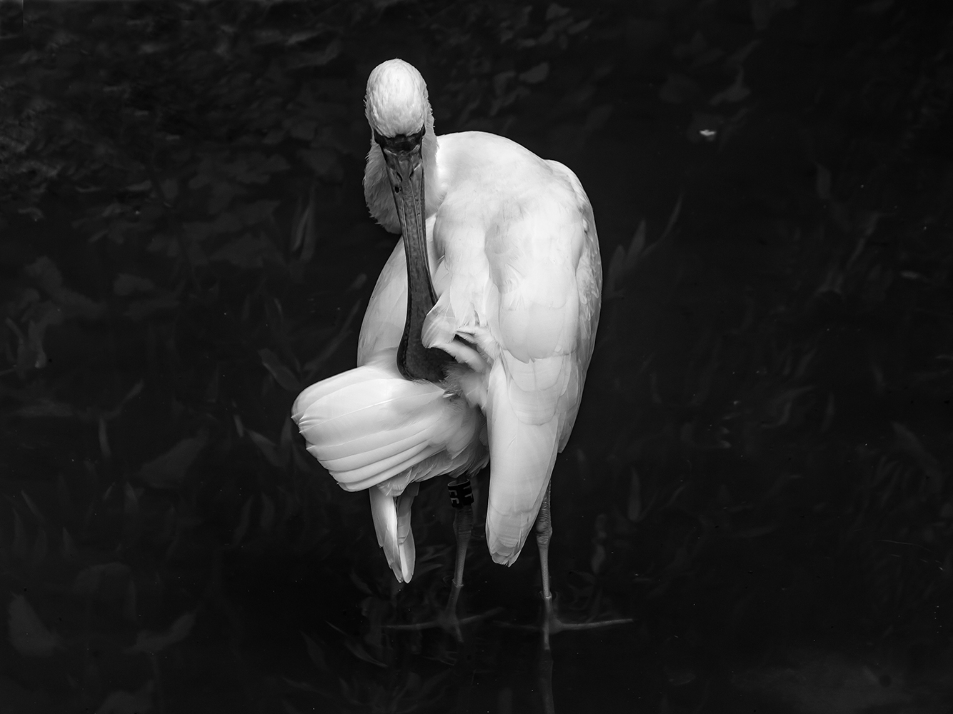 фото "портрет в белом" метки: , 