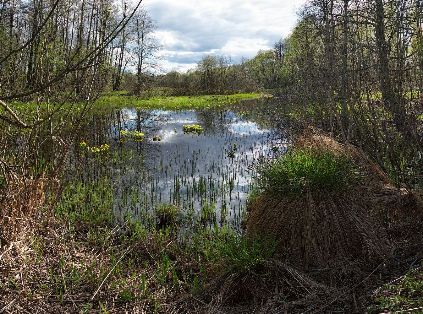 photo "***" tags: nature, 