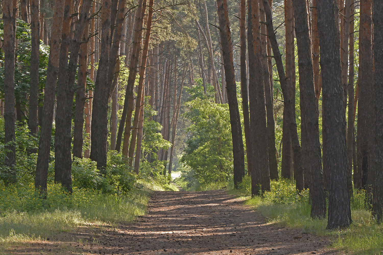 photo "***" tags: landscape, forest, morning
