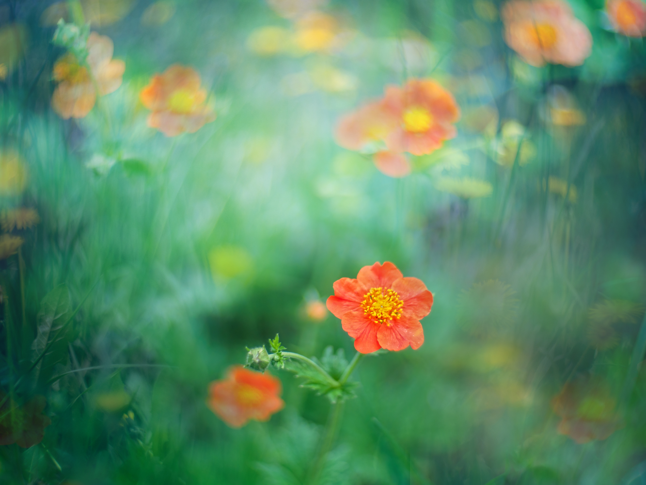 photo "***" tags: macro and close-up, nature, 