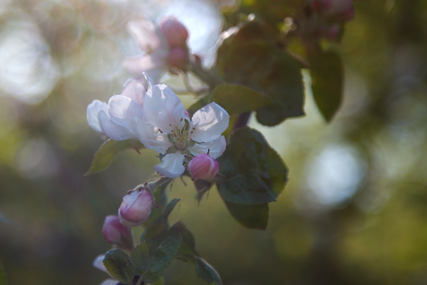 photo "***" tags: nature, macro and close-up, 