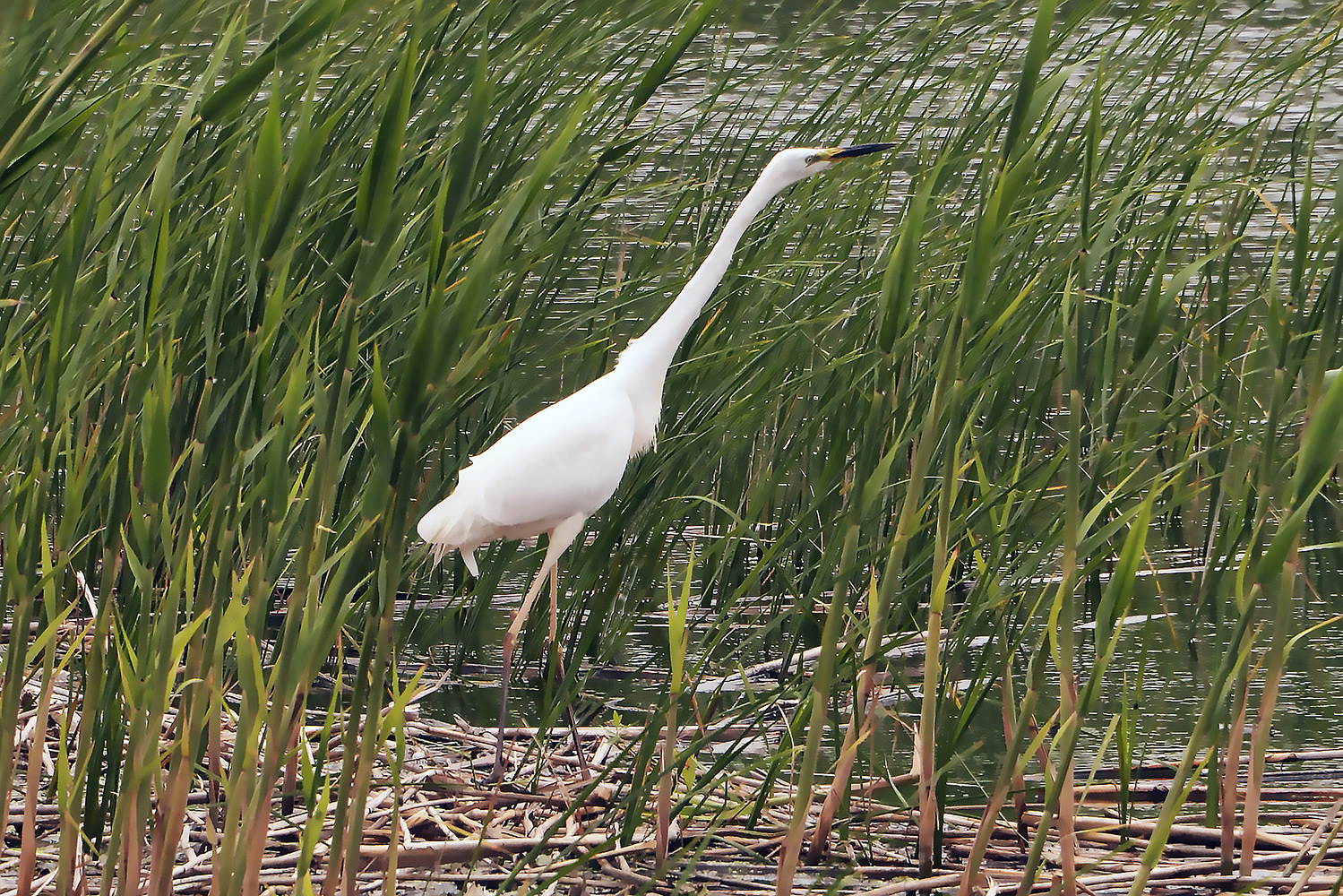 photo "***" tags: nature, heron, птицы