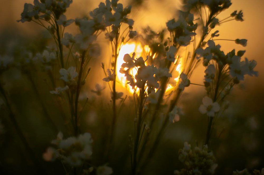 фото "Весна" метки: пейзаж, природа, макро и крупный план, Landscape, арт, весна, вечер, закат, луг, настроение, поле, полесье, цветение, цветы