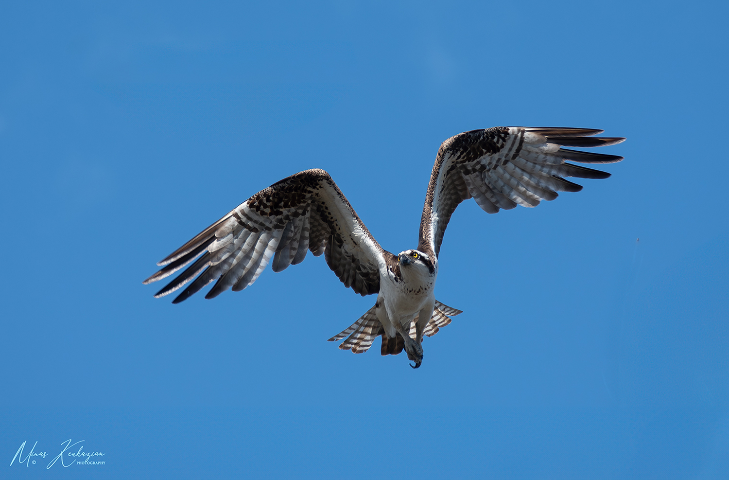 photo "Osprey" tags: nature, travel, wild animals bird