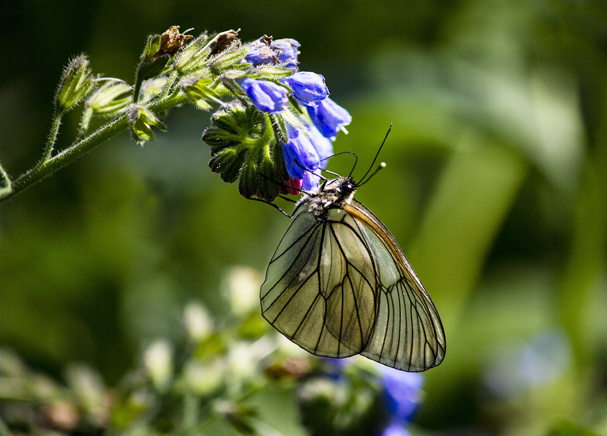 photo "***" tags: macro and close-up, 